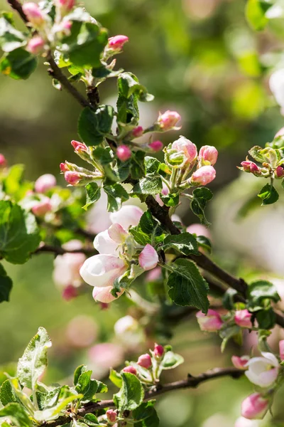 Pommier en fleurs au printemps — Photo