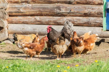 Horoz ve kahverengi tavuk
