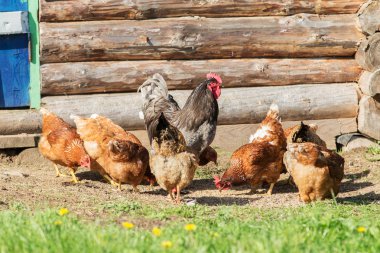Çiftlikteki horoz ve tavuk