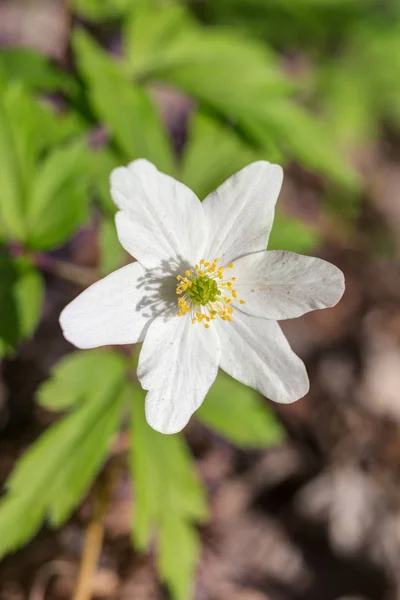 Anemone da vicino — Foto Stock