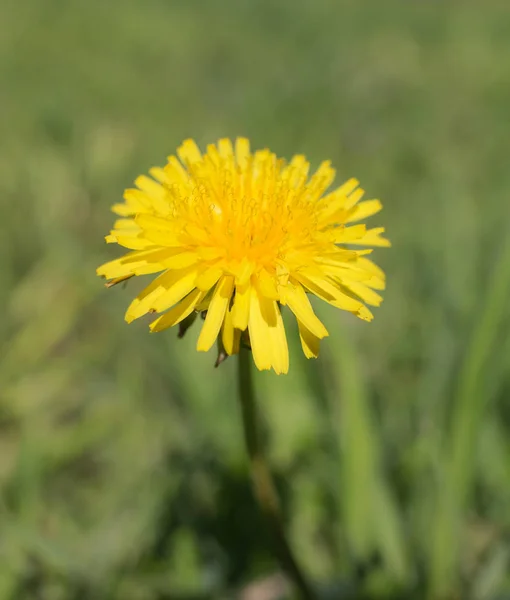 Dandelion in the spring — Stock Photo, Image