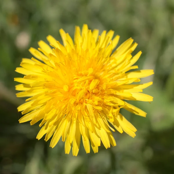Yellow dandelion close up — Stock Photo, Image