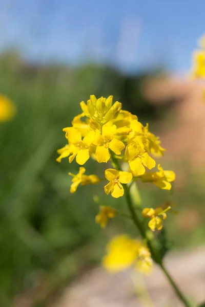 Baharda hardal çiçekler — Stok fotoğraf