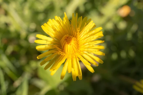 Dandelion in the foreground — Stock Photo, Image