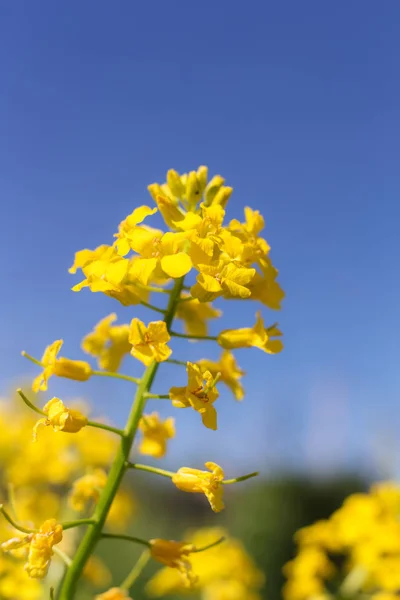 Moutarde fleurs gros plan — Photo