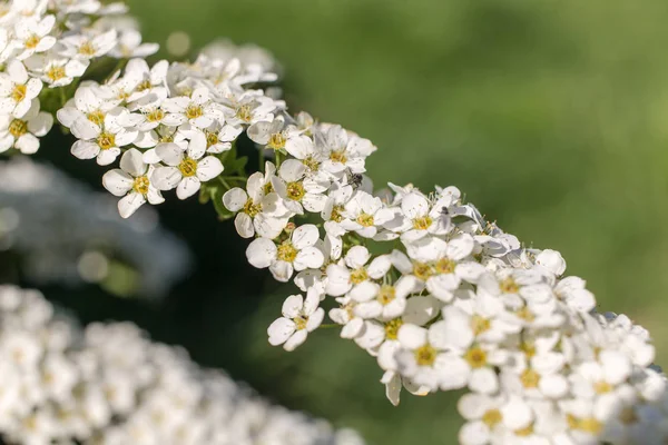 Ramo di spirea fiorita — Foto Stock