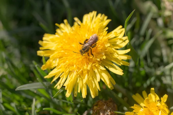 Insect pollinates a dandelion — Stock Photo, Image