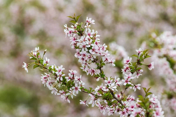 Flores de cereja no jardim — Fotografia de Stock