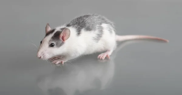 Domestic baby rat — Stock Photo, Image