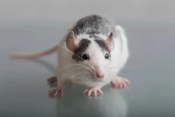 Bebek sıçan yakın çekim