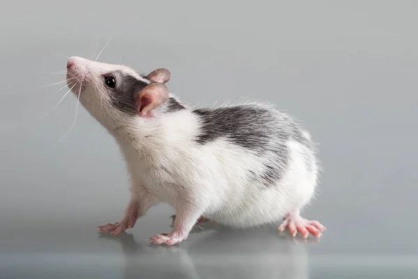 Ritratto del piccolo ratto primo piano — Foto Stock