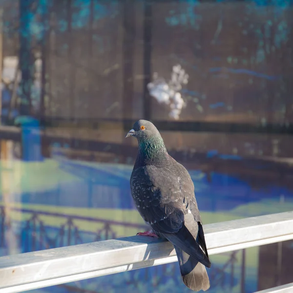 Bir güvercin portresi — Stok fotoğraf