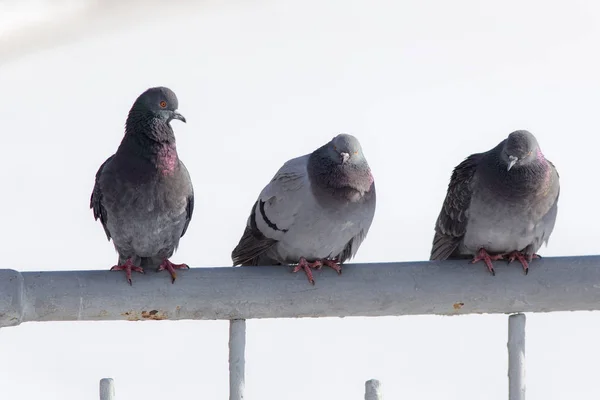 Pigeons sit on the fence — Stock Photo, Image