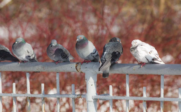 Flock of pigeons — Stock Photo, Image