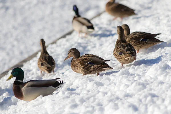 Troupeau de canards — Photo