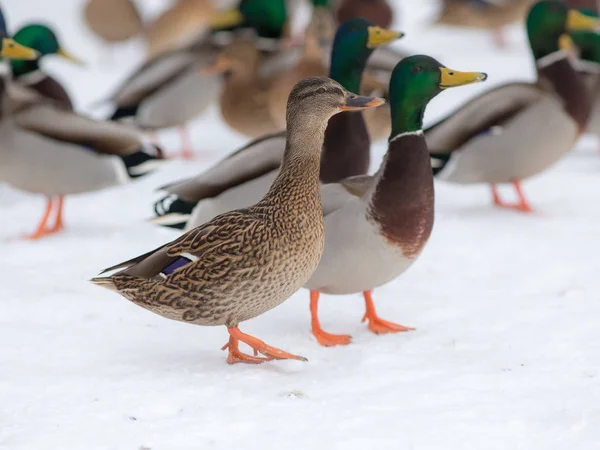 Canards sur la neige — Photo