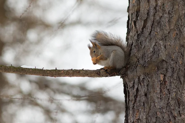 Πορτρέτο του ένα σκίουρο σε ένα δέντρο — Φωτογραφία Αρχείου