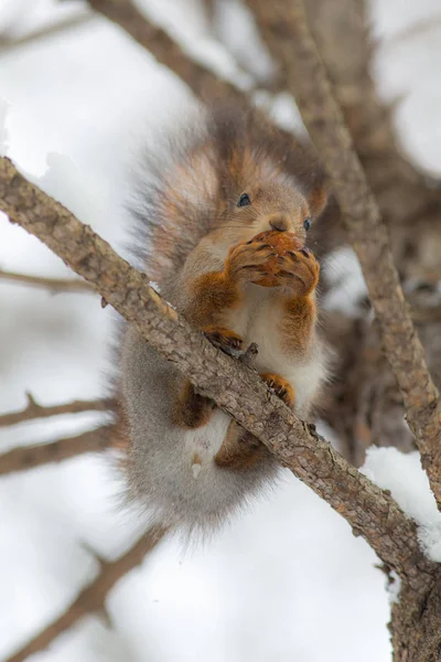 Portréja egy mókus egy anya — Stock Fotó