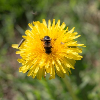 Karahindiba portre üzerinde uçmak