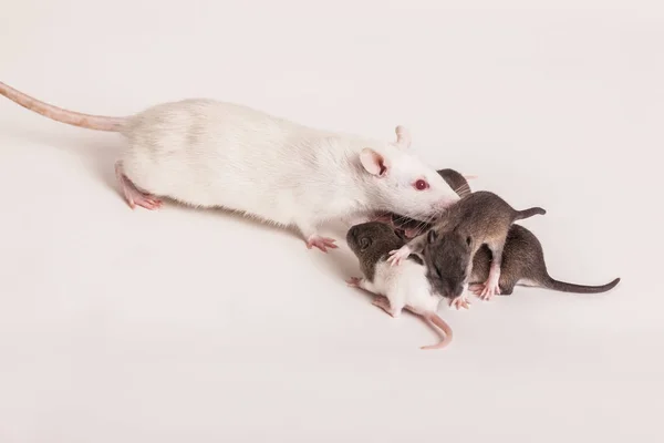 Rata mamá con poco ratas — Foto de Stock