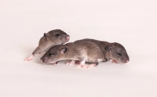 Tre baby råttor — Stockfoto