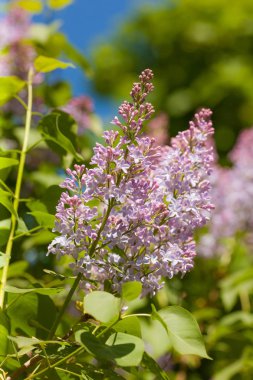 Eflatun çiçekli dal