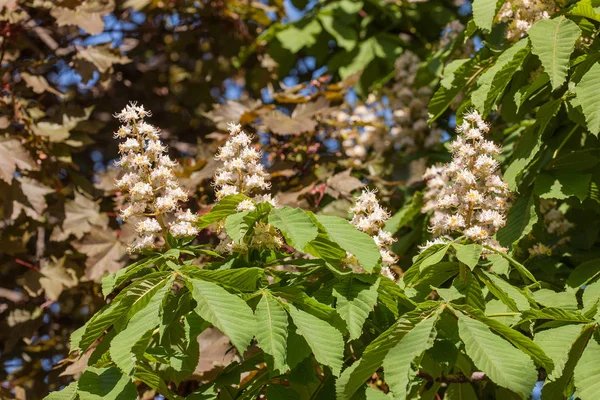 kestane çiçekli dalları