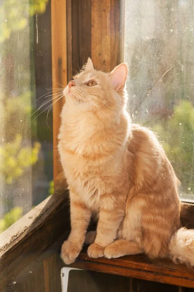 Gatto rosso sul balcone — Foto Stock