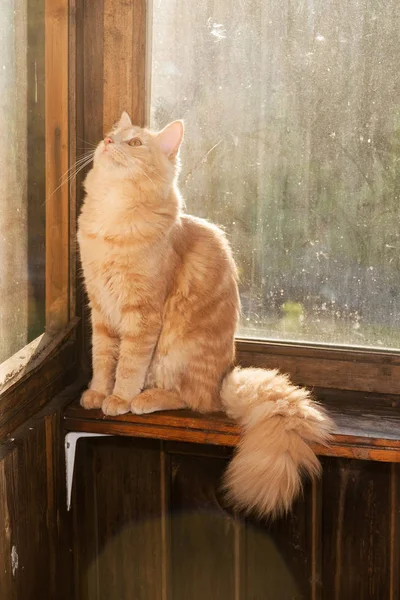 Curios pisica roșie — Fotografie, imagine de stoc