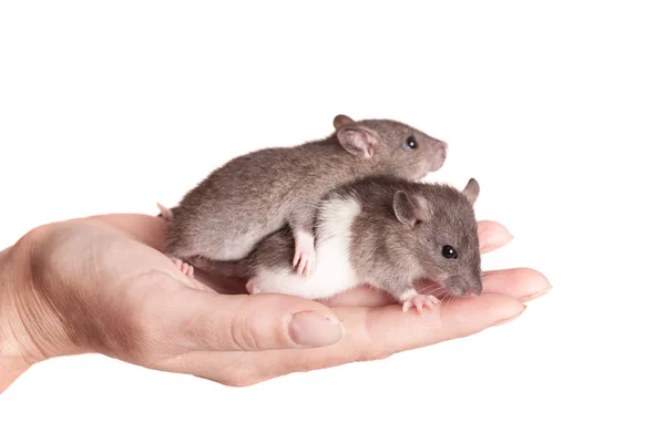 两只小老鼠 — 图库照片