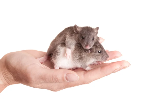 Baby ratten in de palm — Stockfoto