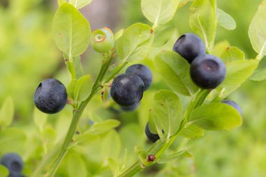 Bush ile olgun yaban mersini