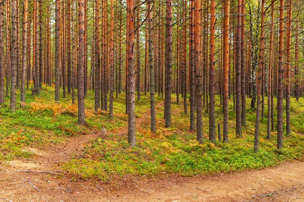 Landschaft im Kiefernwald — Stockfoto