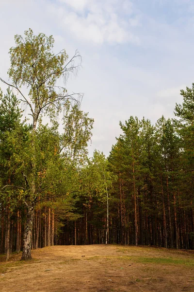 Sonbahar forest takas — Stok fotoğraf