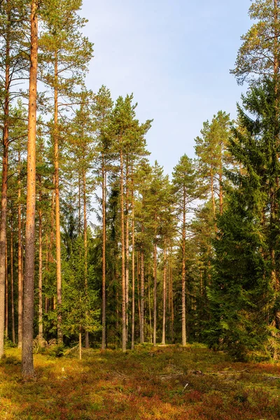 Paisagem na floresta de coníferas — Fotografia de Stock