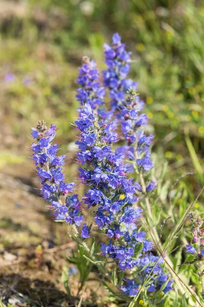 Virágok kék réten — Stock Fotó