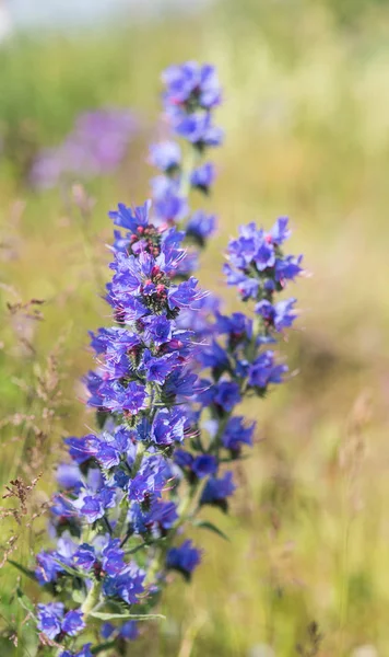 Blauwe bloemen in de zomer — Stockfoto