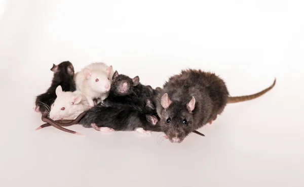 Rata mamá y pequeños bebés rata —  Fotos de Stock