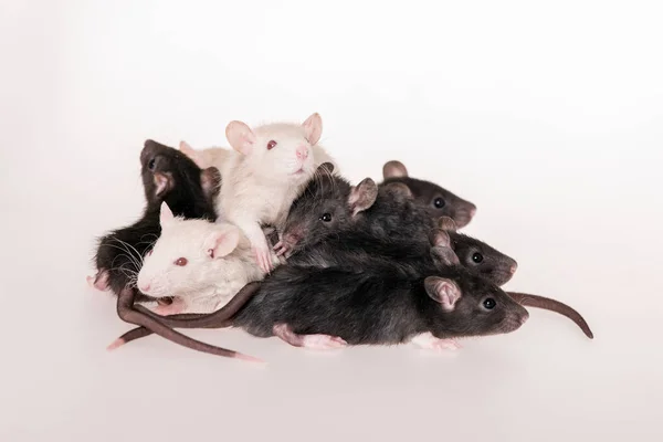 Groupe de petits rats bébés — Photo