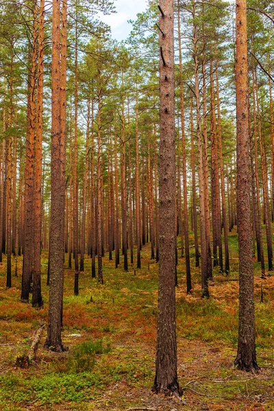 Paisaje en el bosque de pinos del norte — Foto de Stock