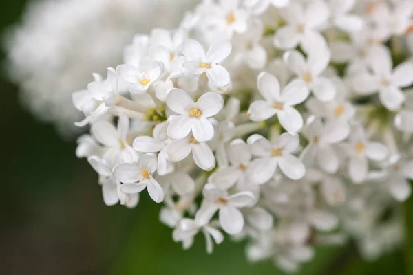 Lilla bianca in primavera — Foto Stock