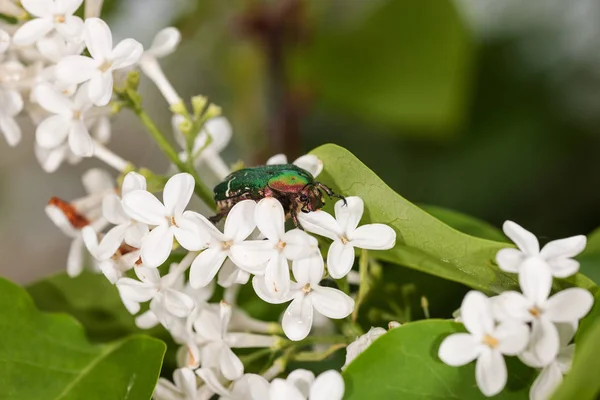 Chafer em um lilás branco — Fotografia de Stock