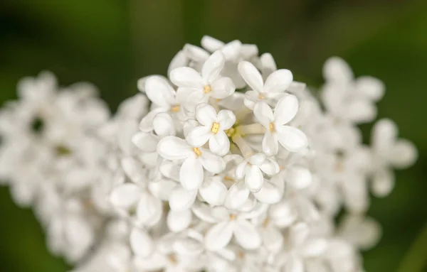 Lilla bianca umida — Foto Stock