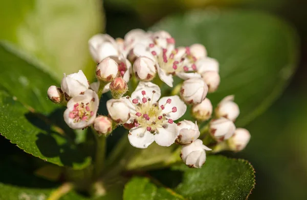 Aronia close-up — Stockfoto