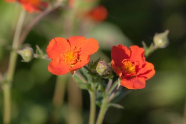 Kırmızı avens çiçek