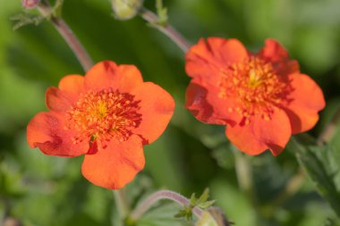 Kırmızı avens çiçek portre