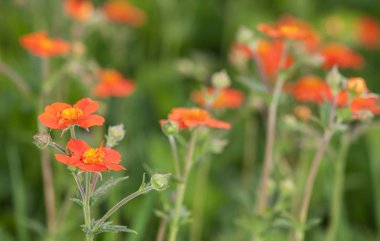 Parlak kırmızı avens çiçek