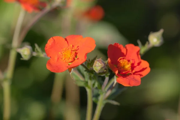 赤 avens の花 — ストック写真