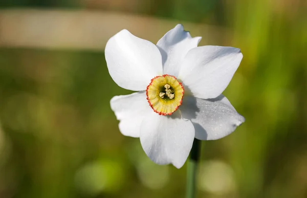 Narciso blanco de cerca — Foto de Stock