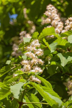 kestane bahar dalları